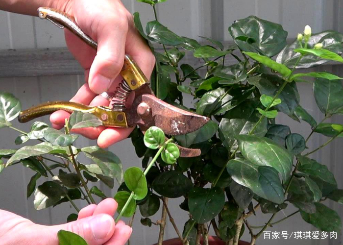 茉莉花的养殖方法
