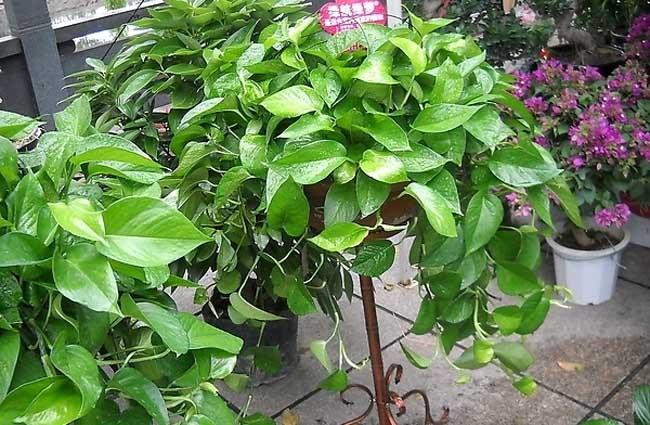 绿萝花怎么栽培
