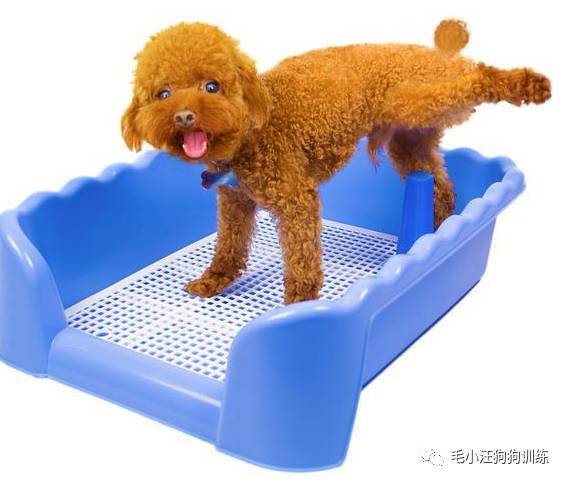怎么对幼犬进行定点排便训练