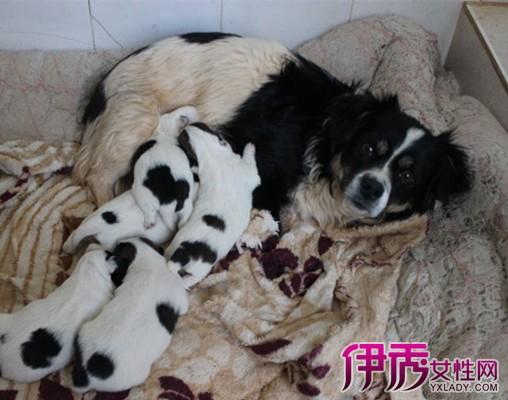 母狗流产要注意什么东西