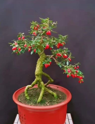 盆栽枸杞的栽培方法