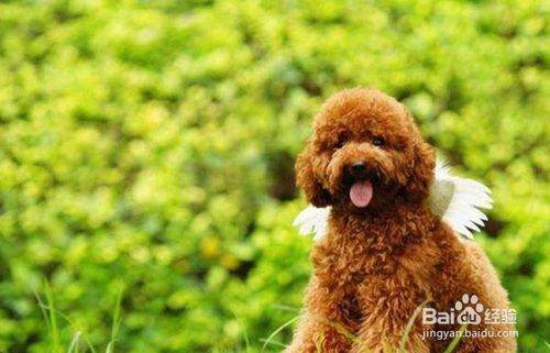 泰迪幼犬得训练