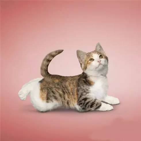 训练猫 动作