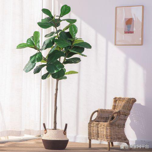 各类家庭植物栽培方法