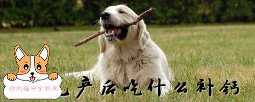 狗成产后开始吃东西