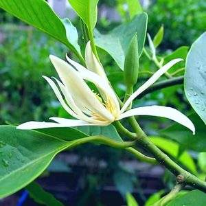 白兰花盆栽的养殖及注意事项