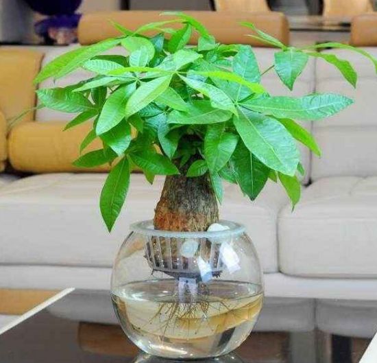 发财树种植注意事项