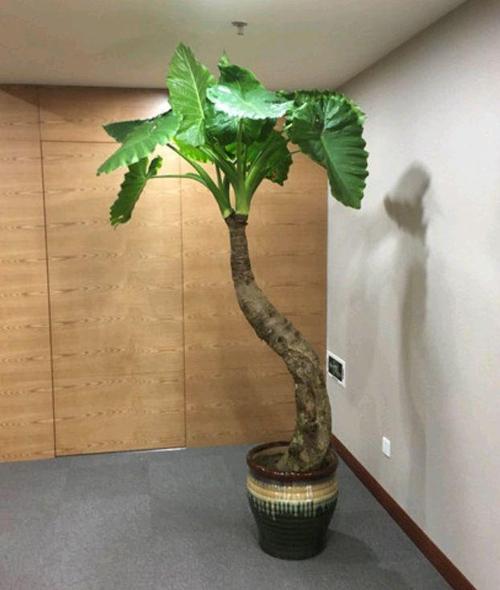 滴水观音的栽培