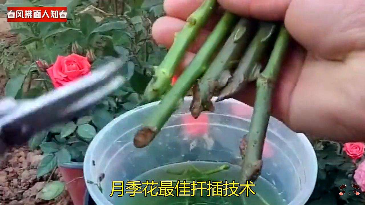 月季移栽注意事项