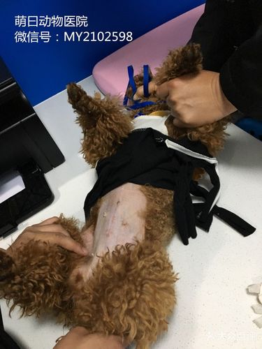 母狗绝育手术后不吃东西