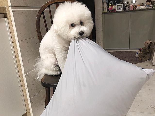 如何教比熊犬叼东西