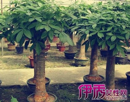 发财树所有图片和栽培