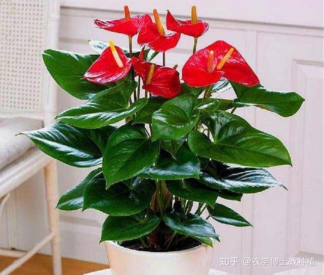 花卉红掌的养殖方法
