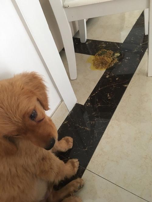 金毛幼犬两天不吃东西还拉稀
