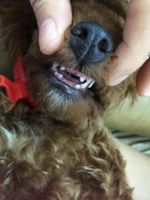 狗狗几个月了不咬东西怎么办