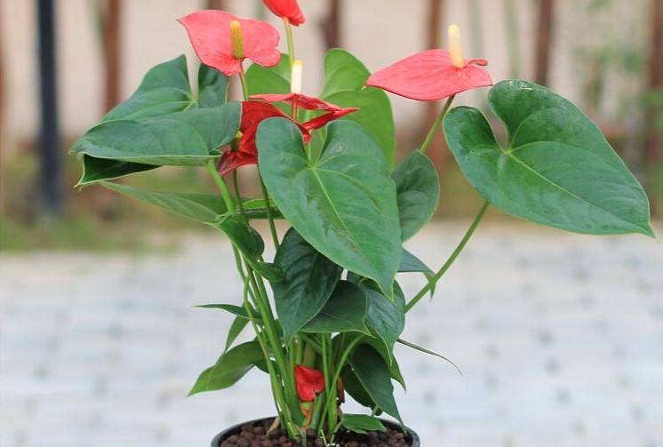 粉掌花养殖方法