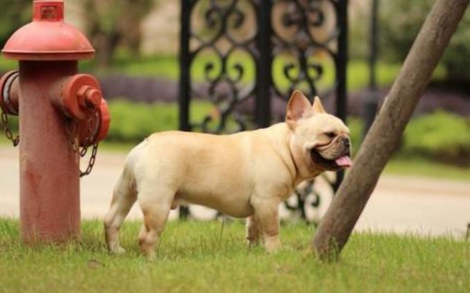 斗牛犬怎样训练拉尿