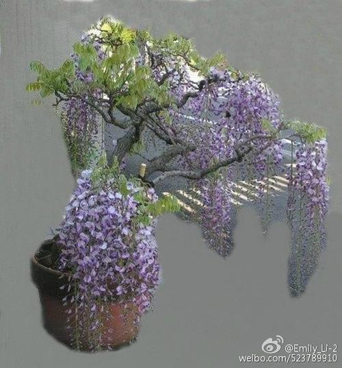 紫藤盆景栽培技术