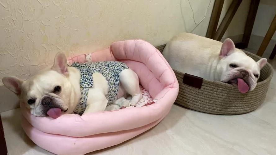 法斗睡觉需要注意什么东西
