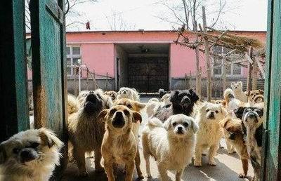 领养的大狗怎么训练
