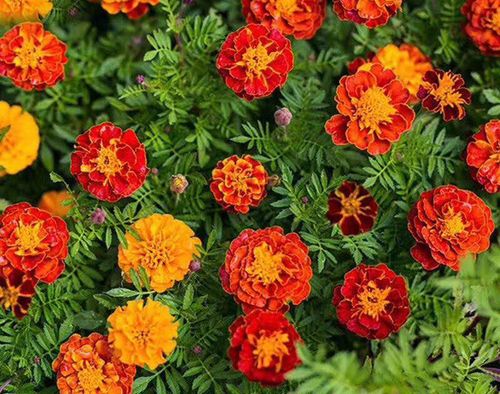 孔雀花怎样栽培