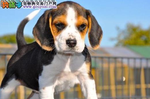 比格犬咬东西怎么办