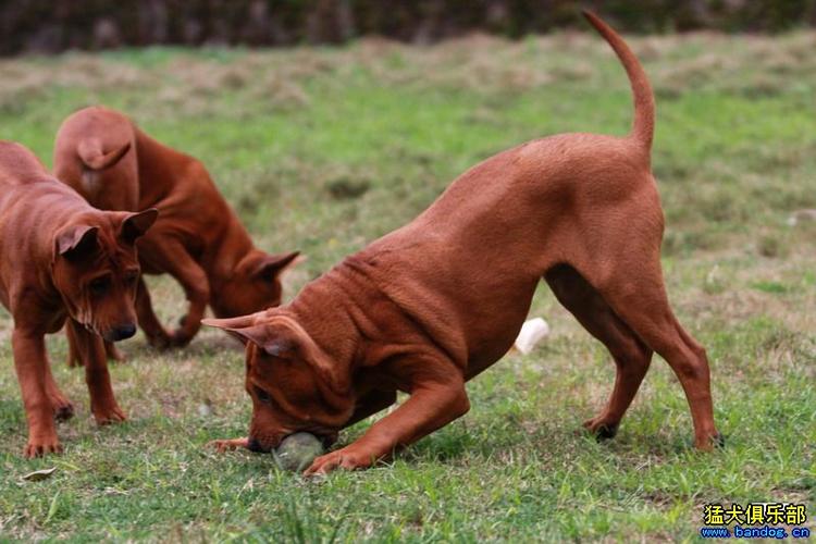 泰国脊背犬该怎么训练