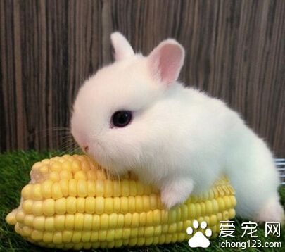 兔子爱晚上吃东西怎么办