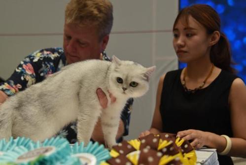 参加比赛的猫需要什么东西
