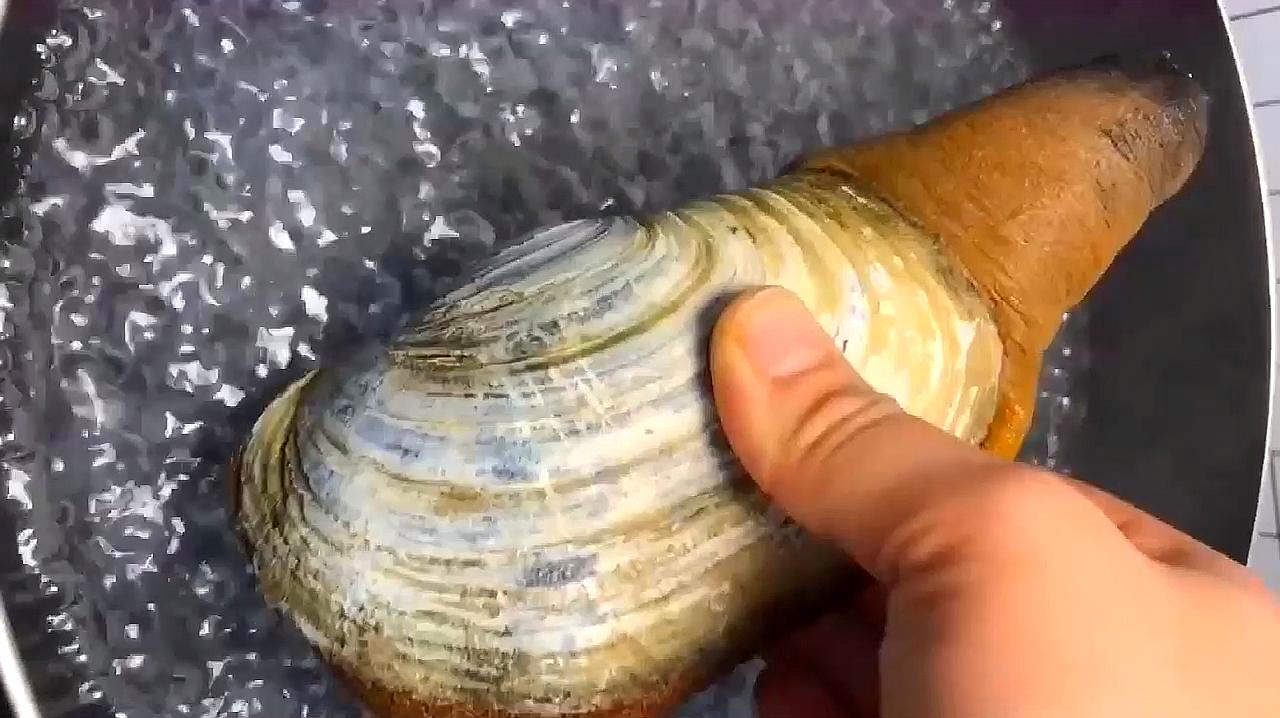 象拨蚌的做法