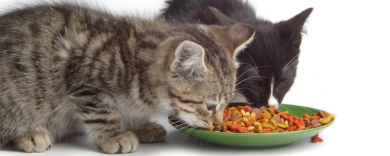 猫吃完东西就吐怎么办