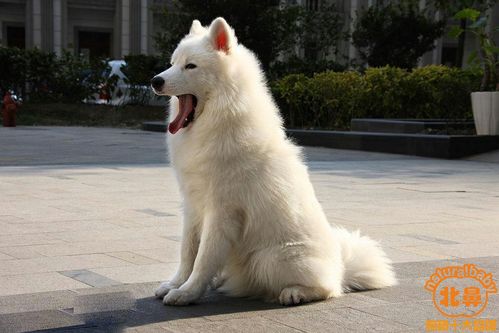 萨摩耶狗狗怎么训练