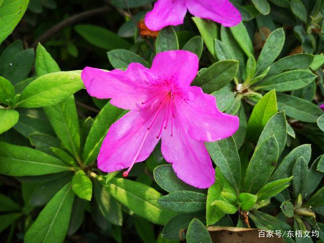 杜鹃花栽培.