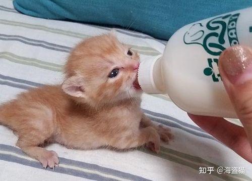 幼猫不爱吃东西