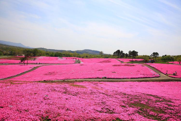 中国 芝樱栽培