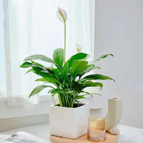 植物栽培养护特点