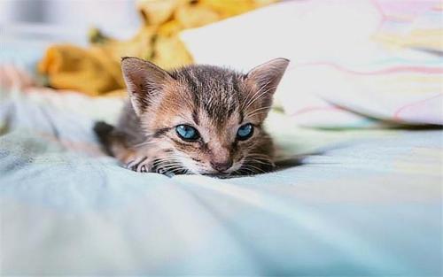 猫咪性格不好怎么训练