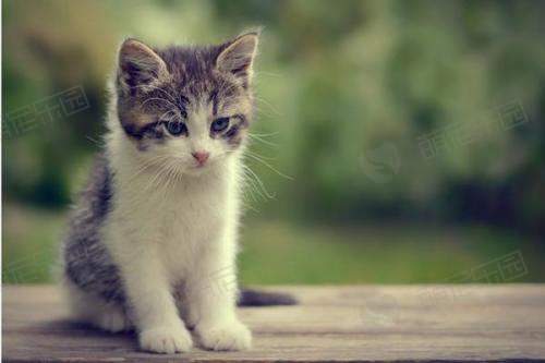 什么东西吸引小猫