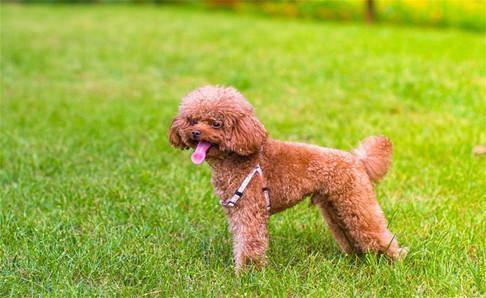 贵宾犬幼犬怎么样训练大小便