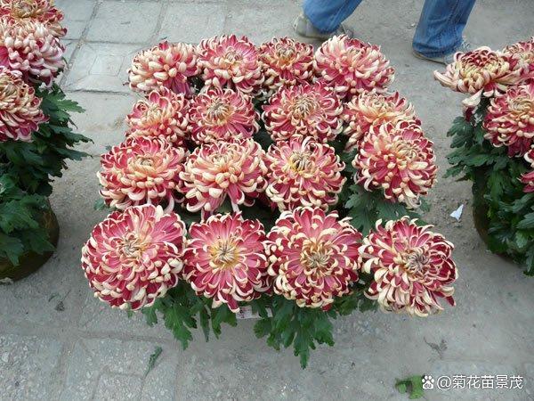 菊花的抑制栽培