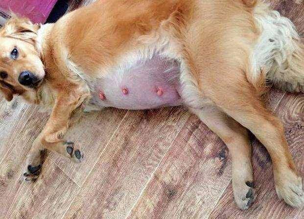 狗狗怀孕初期应该注意什么东西