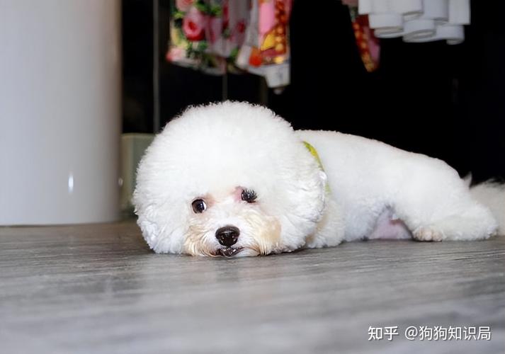 比熊突然不吃东西
