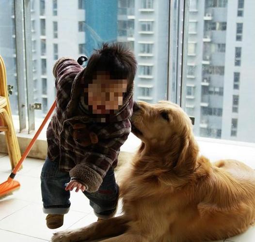 金毛老是咬人咬东西怎么办