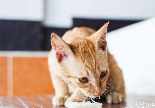 猫咪脱水不吃东西