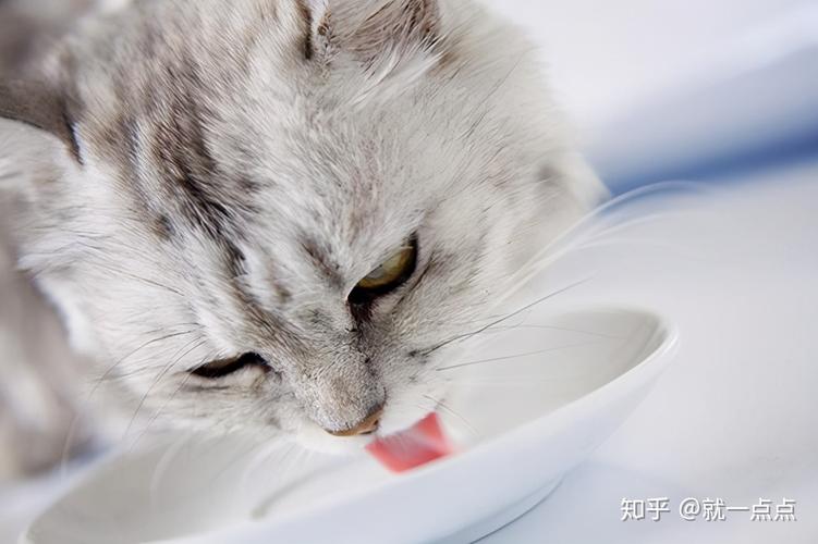 猫吐 不吃东西 没精神怎么办