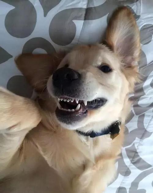怎么训练狗狗露牙笑