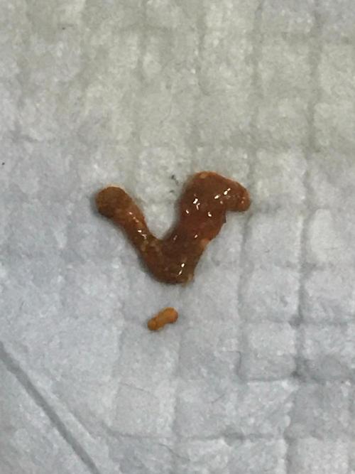 幼犬不吃东西拉稀怎么办