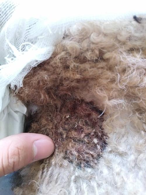 泰迪被大狗咬完不吃东西怎么办