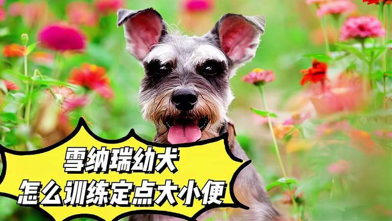 迷你雪纳瑞训练
