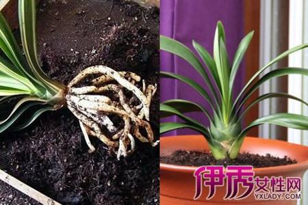 盆栽换盆以后注意事项